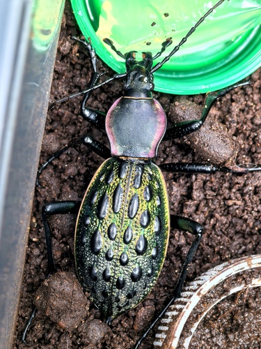 Carabus augustus