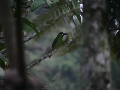 Southern Emerald Toucanet (Aulacorhynchus albivitta), photo 5