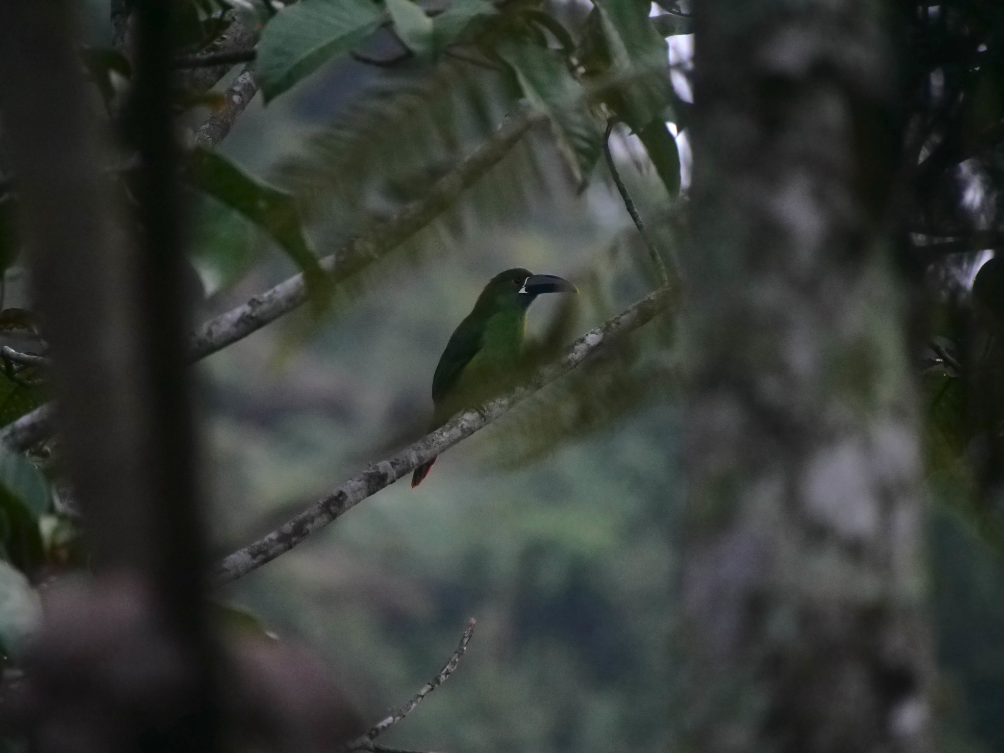 Southern Emerald Toucanet (Aulacorhynchus albivitta), photo 6