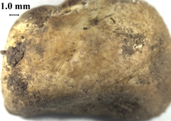 Xerocomellus macmurphyi