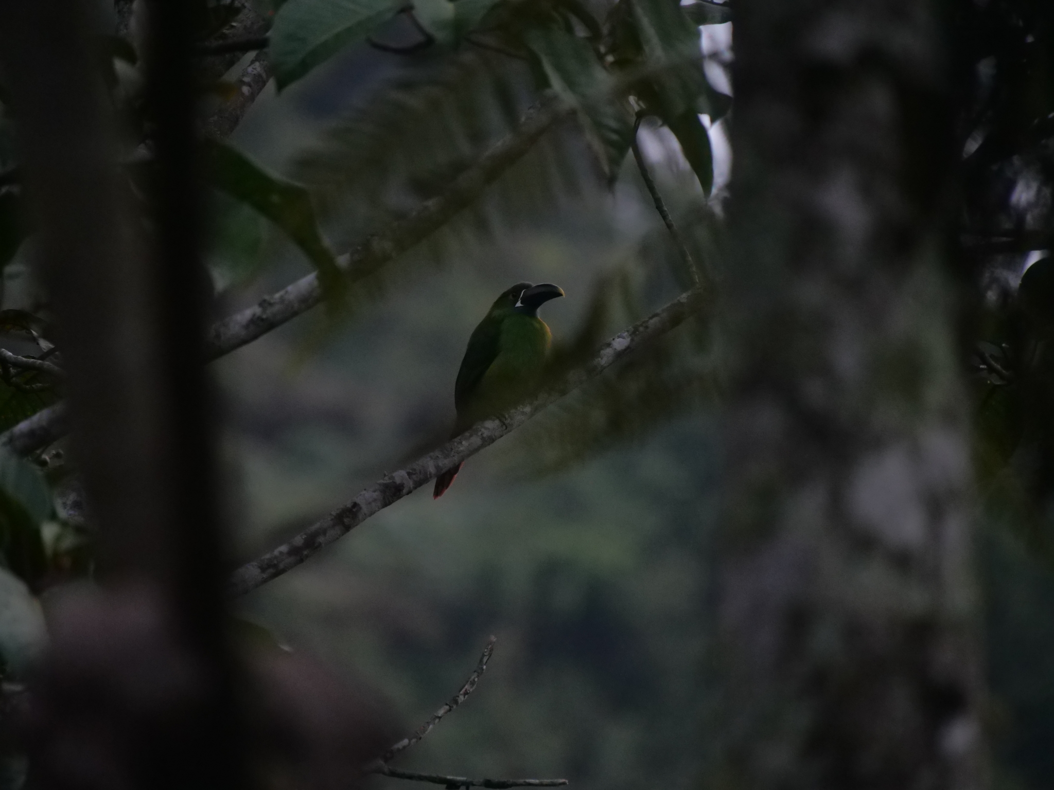 Southern Emerald Toucanet (Aulacorhynchus albivitta), photo 7