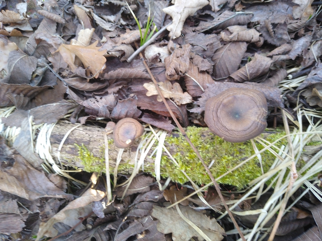 Lentinus brumalis · March 2026 · photo: © gadzina (iNaturalist, cc-by-nc)