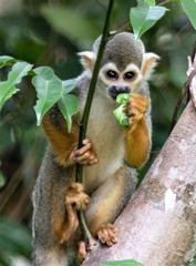 Common Squirrel Monkey photo 3