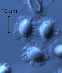 Xerocomellus macmurphyi