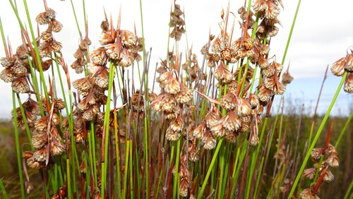 Droopy Tasslereed (Staberoha cernua)