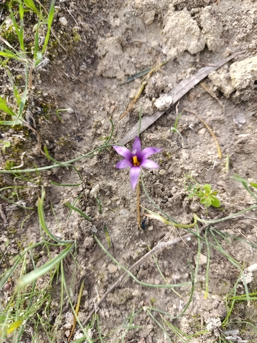 Tempsky's Sand Crocus (Romulea tempskyana)