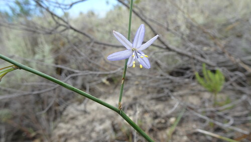 Common Grasslily (Caesia contorta)