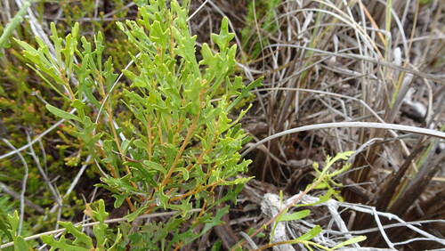Oak Waxberry (Morella quercifolia)