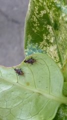 Chinamiris indeclivis