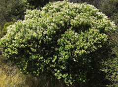 Veronica brachysiphon