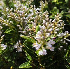 Veronica brachysiphon