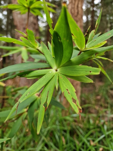 Tassel Flower (Leucopogon verticillatus)