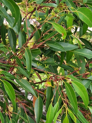 Eucalyptus jacksonii (Eucalyptus jacksonii)