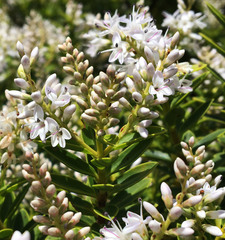 Veronica brachysiphon