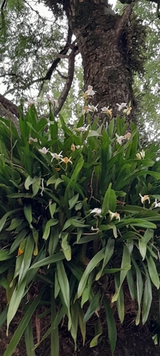 Miltonia regnellii, photograph 2