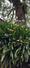 Miltonia regnellii, photograph (c) rafa perazzolo, some rights reserved (CC BY)