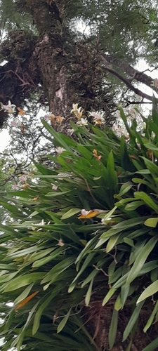 Miltonia regnellii, photograph 3