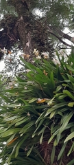 Miltonia regnellii, photograph (c) rafa perazzolo, some rights reserved (CC BY)