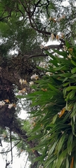 Miltonia regnellii, photograph (c) rafa perazzolo, some rights reserved (CC BY)