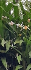 Miltonia regnellii, photograph (c) rafa perazzolo, some rights reserved (CC BY)