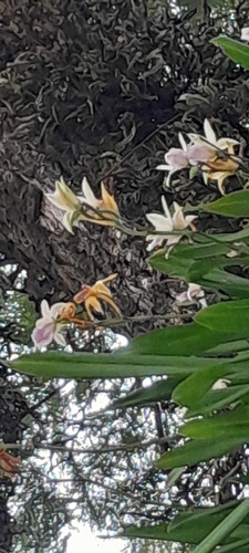 Miltonia regnellii, photograph 6