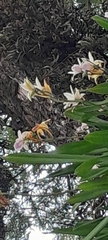 Miltonia regnellii, photograph (c) rafa perazzolo, some rights reserved (CC BY)