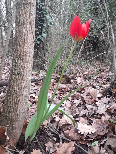 Tulipa agenensis