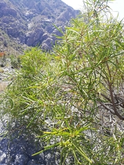 Colliguaja integerrima