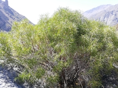 Colliguaja integerrima