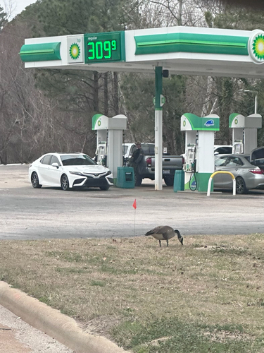 Canada Goose photographed in North Carolina
