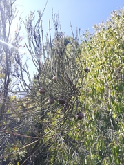 Retanilla ephedra