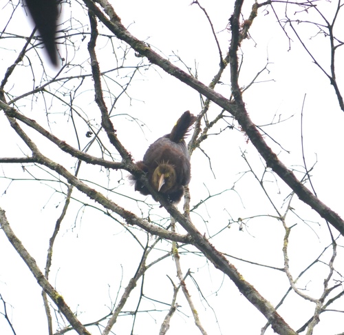 Russet-backed Oropendola (Psarocolius angustifrons), photo 6