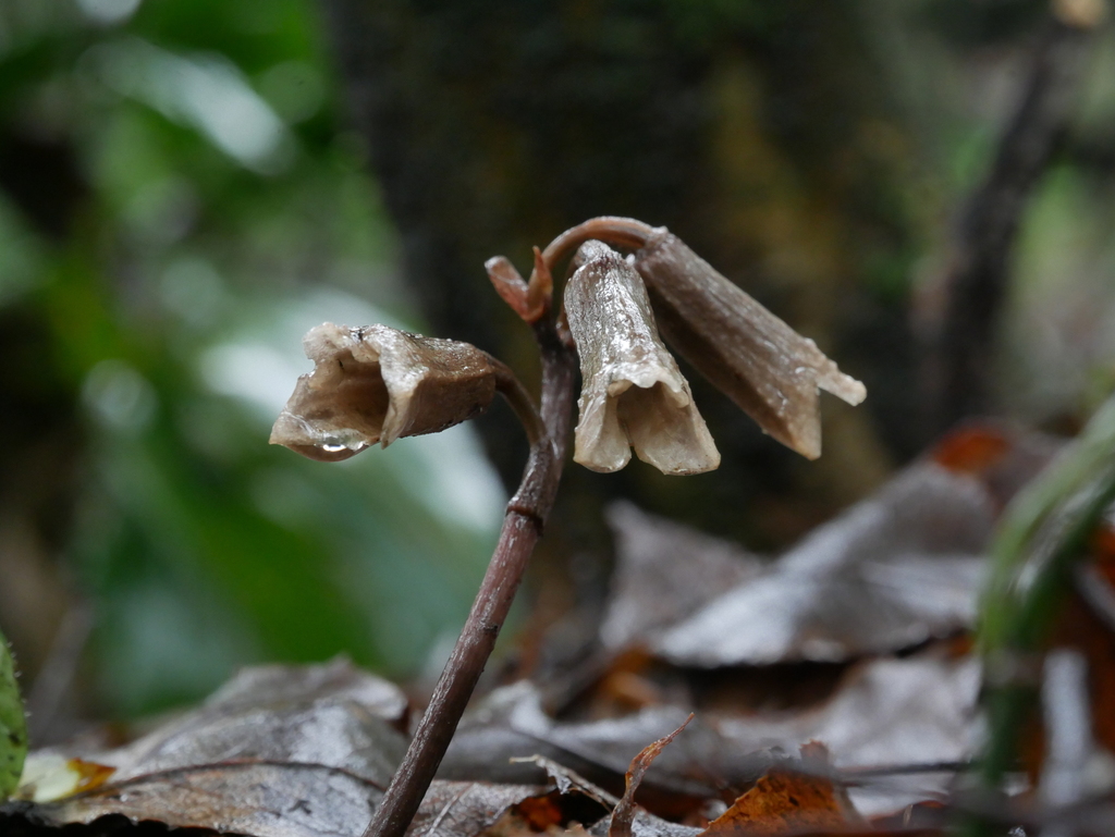 Gastrodia flexistyla