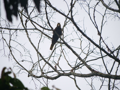 Russet-backed Oropendola (Psarocolius angustifrons), photo 7