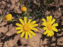 Senecio gallicus