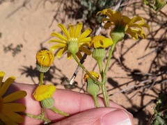Senecio gallicus