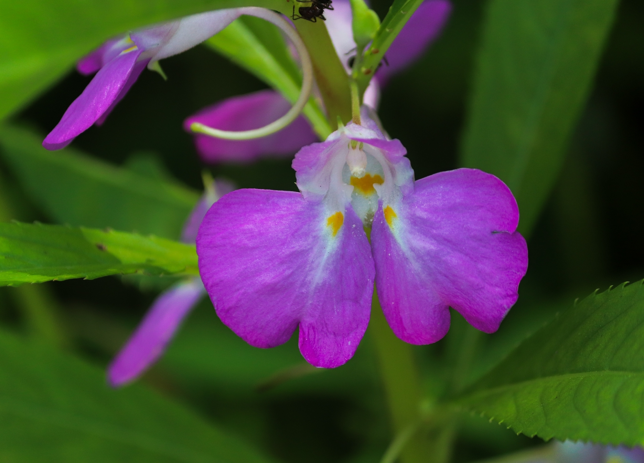 Spotted Snapweed (Impatiens balsamina)