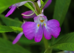 Balsamine Des Jardins (Impatiens balsamina)