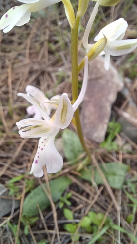 Anatolian Orchid (Orchis anatolica)