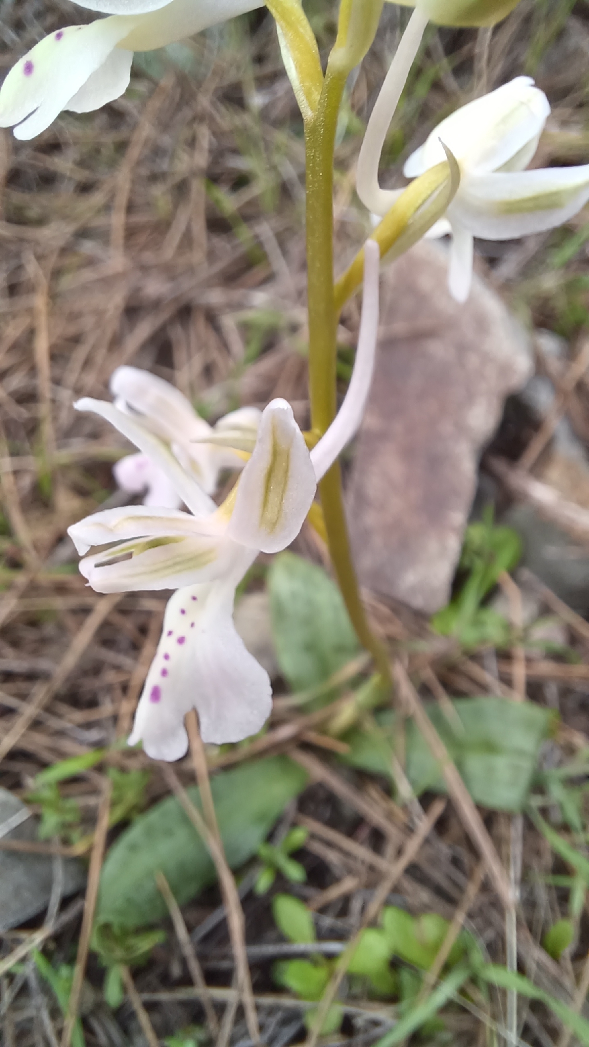 Anatolian Orchid (Orchis anatolica)