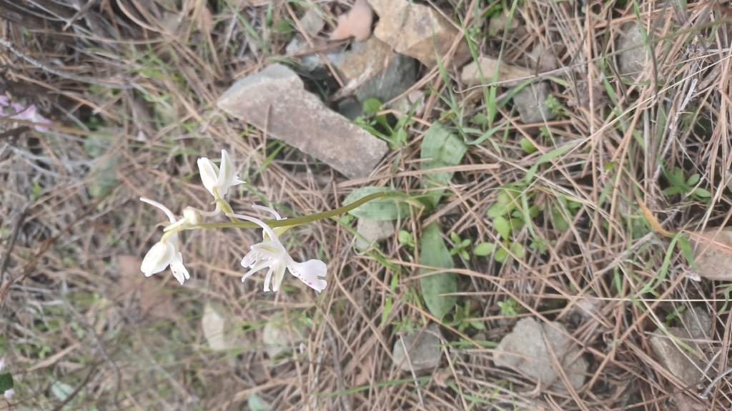 Orchis anatolica; photograph author not stated, no rights reserved