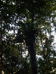 Asplenium musifolium