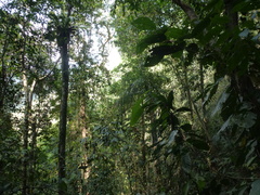 Asplenium musifolium