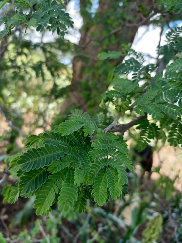 Ana tree
