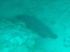 Epinephelus lanceolatus