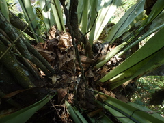 Asplenium musifolium