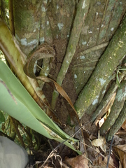 Asplenium musifolium