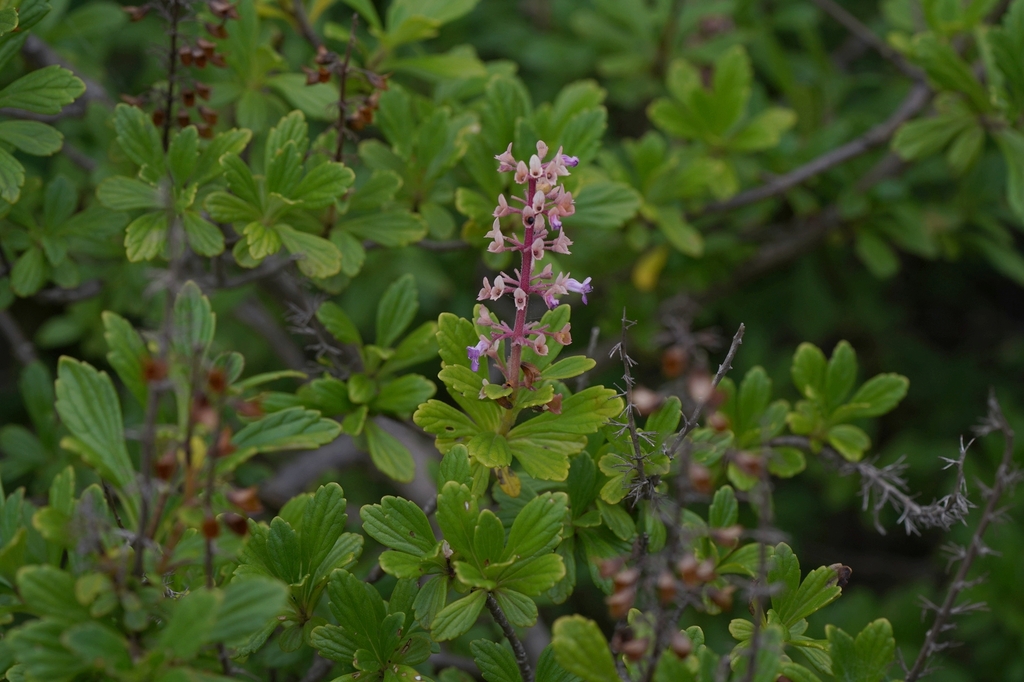 Plectranthus trilobus