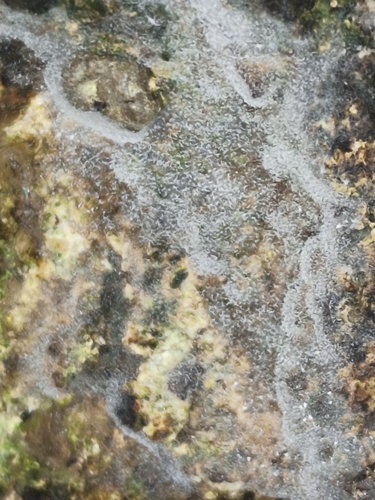 Trichothecium roseum, 2026-03-08