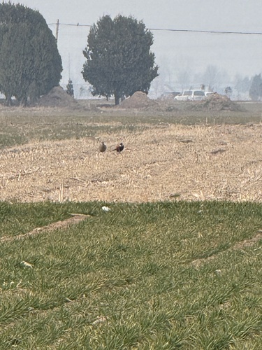 Ring-necked Pheasant